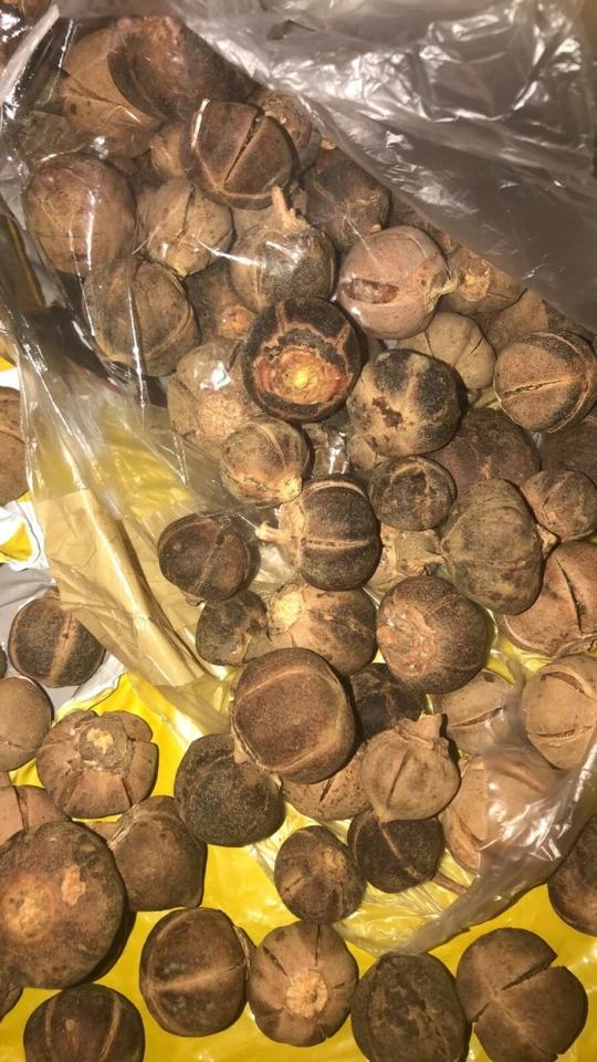 Azanza garckeana *GoronTula* Snot Apple Silky Kola  Goron Tula up to 40pcs Syrup - Image 2 of 2