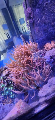 bubble tip Rose anemones 4-5