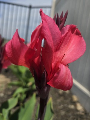 Canna Lily Cannova Rose Rhizomes: Deep Pink Blooms, Dwarf Variety - 3-Rhizomes