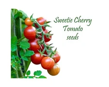 Sweetie Cherry Tomatoes. 50 seeds. Heirloom Classic. The sweetest! Huge producer