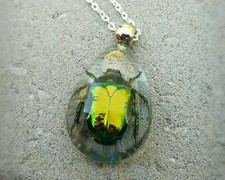 Real Chafer Beetle In Resin Necklace Insects Jewelry Oddities Cetonia Aurata