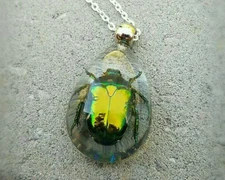 Real Chafer Beetle in Resin Necklace, Insects Jewelry, Oddities, Cetonia Aurata