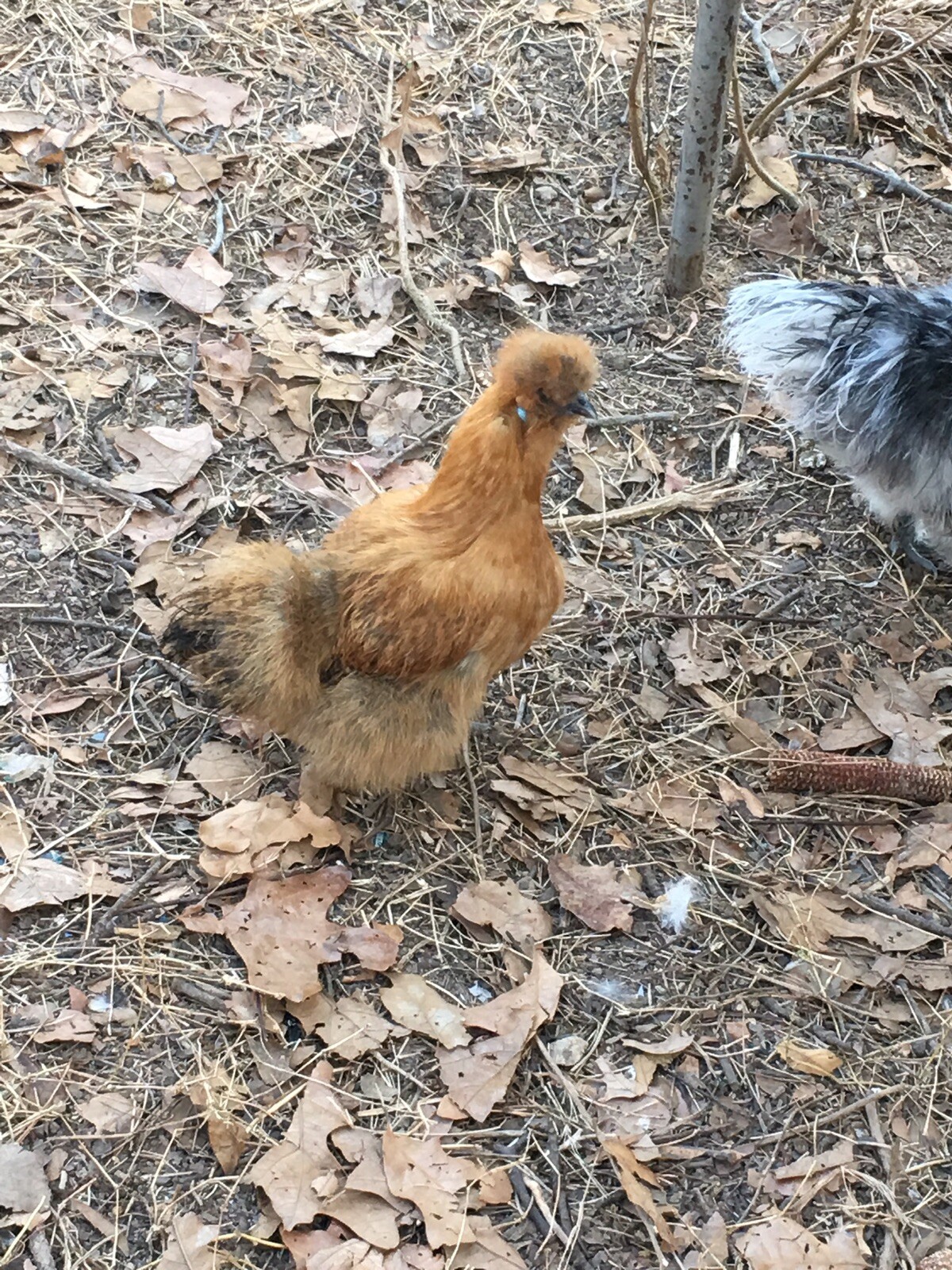 6 Silkie Chicken Hatching Eggs eBay