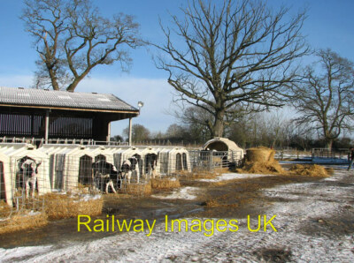 Photo - Dairy calves at Nene Valley Farm  c2010