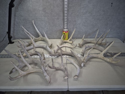 #ad Bulk Lot 9.2lb Wild Cgrade Whitetail Deer Antler Shed Cuts Horn Decor Weathered $99.00