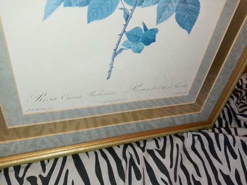 Lot 2 Prints Pierre-Joseph Redouté Rosa Custom Framed Print 22X17 FREE SHIPPING - Picture 5 of 10