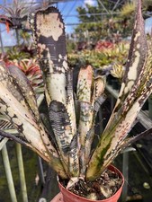 Billbergia Domingoes Martin “Rare”