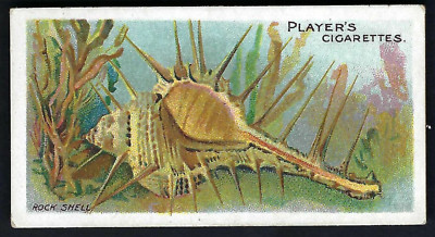 SPIELER - WONDERS OF THE DEEP - #6 ROCK SHELL