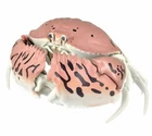 Bandai Gashapon Crab Action Figure Shame-faced Crab 12 cm import Japan