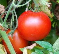 50+ Rutgers  Tomato Seeds, Fresh, Ready for Planting, Free Shipping USA