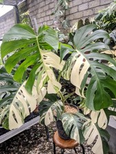 Monstera Albo White Tiger Variegated Very Beauty Real Picture Free Phitosanytari