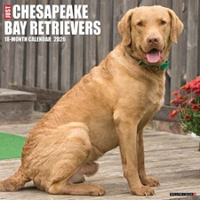 Chesapeake Bay Retrievers 2026 12" x 12" Wall Calendar (free shipping)
