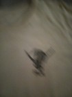 Photo 2/9