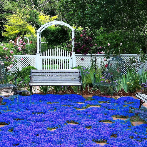 20000+ Magic Blue Creeping Thyme Seeds for Planting Ground Cover Plants Heirloom - Picture 8 of 12
