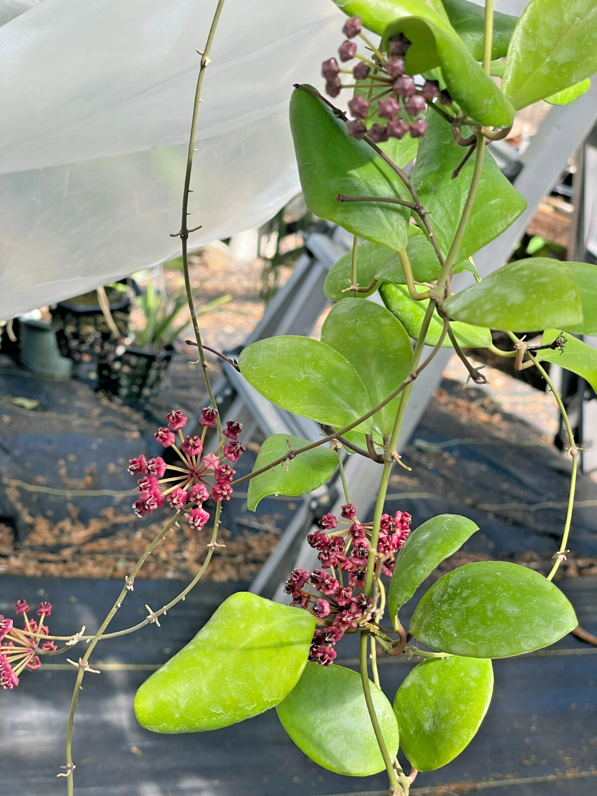 Hoya Lucardenasiana RARE! Well Rooted In 3.5" pot - Very Healthy - Houseplants