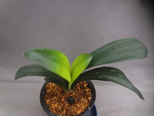 Clivia miniata 'Seijoh nishiki' green akebono variegated[Must read description]