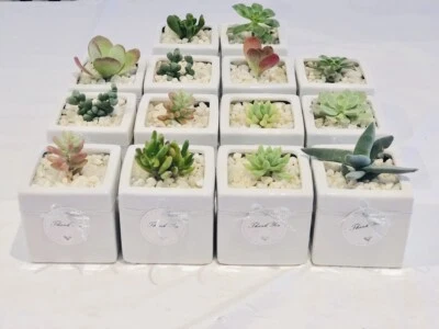 Perfect Wedding Favours Cute Succulent Plants In White Glazed Pots