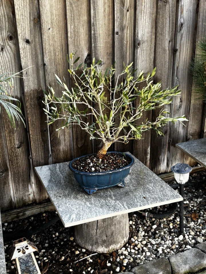 XXL 28 AÑOS OLIVO BONSAI - Tronco de 2 1/2 pulgadas - ENVÍO GRATUITO Foto 2 de 4