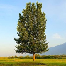 4 Hybrid Poplar Trees - Grow for Privacy, Shade, Landscaping.