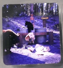 1959 3D Stereo Realist Slide of Boys & Dangerously Close Bears At Yellowstone NP