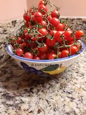 30+ Florida Everglades Tomato Seeds Organic - Fresh seeds prepared June 2025