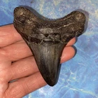 MEGALODON SHARK TOOTH 3.36” HUGE TEETH MEG SCUBA DIVER DIRECT FOSSIL NC 3268
