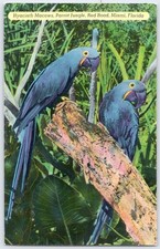 Vintage Hyacinth Macaws Postcard Parrot Jungle Miami Florida ShiniColor