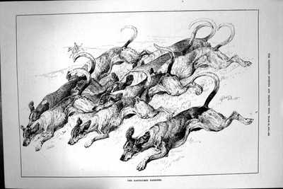 Original alter antiker Druck 1886 Eastbourne Harriers Jagdhund Hunde 19.