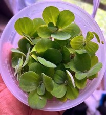 Dwarf Water Lettuce Floating Aquarium Plant Cup BUY 2 GET 1 FREE