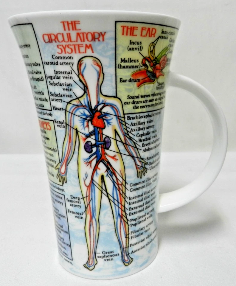 Taza Dunoon Human Skeleton Anatomy Glencoe Forma Taza Alta Grande 17 OZ Micro Plato Foto 2 de 4