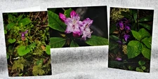 Wildflowers Rhododendron and Calypso Orchids Set of 3 Blank Photo Notecards