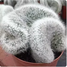 Mammillaria baumii cristata Cactus plants Home Bonsai Decoration plant 8-9CM