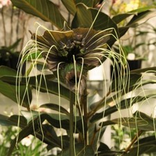 Thompson and Morgan Tacca chantrieri 'Green Isle' x1 Packet (Approx. 15 Seeds)