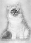 Birman Cat Premium Poster Film Print High Quality Thick paper