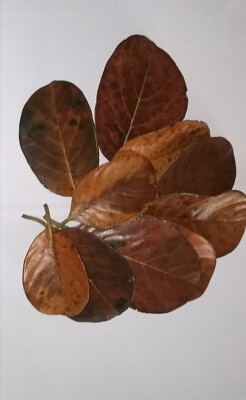 Organic Jackfruit leaves