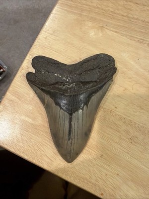 4.75 inch megalodon tooth Authentic Nice