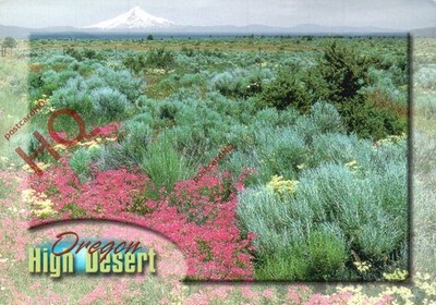 Ansichtskarte>>Oregon, Wacholderbäume und Sagebürste