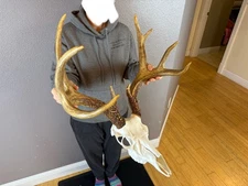 European Fake Skull Whitetail Deer Antlers Set Wild Idaho Horns Euro Mount 5x4