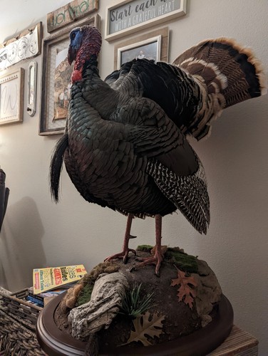Merrium Turkey Full Body Mount - Picture 7 of 12