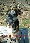 Frauchen Hat Sich Verlaufen | Buch | 9783837081954