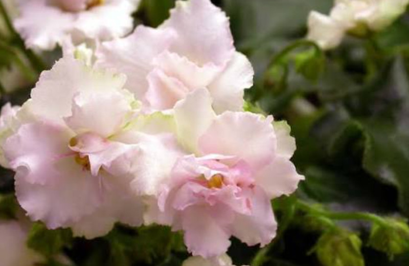 African Violet Plant ~ Magnolia