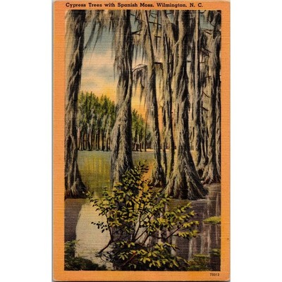 Cypress Trees with Spanish Moss Wilmington NC Vintage Postcard SPG14