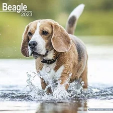 Beagle Calendar - Dog Breed Calendars - 2022 - 2023 wall calendars - - VERY GOOD