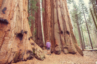 40 Giant Sequoia California Redwood (Sequoiadendron sempervirens