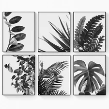 Botanical Wall Art Monochrome - Natural Plant Leaves - Set Of 6 Unframed