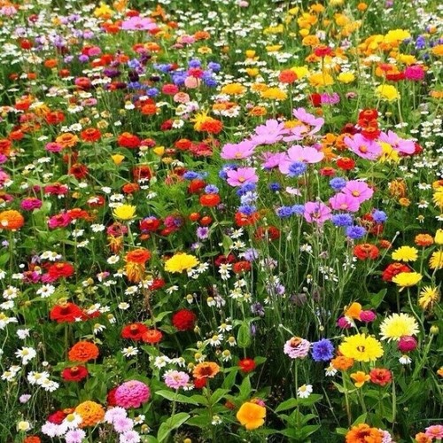 Wildflower Seed Mix 1kg Attracts Bees & Butterflies, Easy to Grow! GREEN FINGERS - Picture 6 of 6