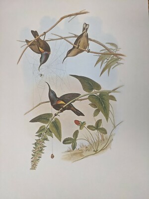 1969 Vogelmuster - LOTEN'S Sunbird - John Gould