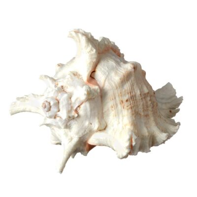 Coquillage Murex XL Sur Socle Bois – Décoration Marine 16 Cm, Style Méditerranéen