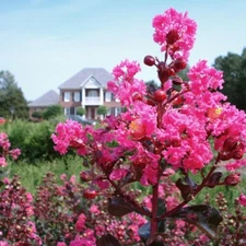 30+ CRAPE MYRTLE TREE SEEDS Crepe (Lagerstroemia Indica) Fast Lilac Flower Plant
