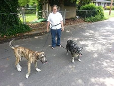 Carter Pet Supply Hands Free Dog Leash Cycling, Jogging 1 or 2 Dogs Hand Made 